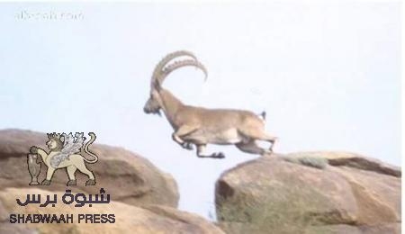 جدلية اليمانية كلمة حق يراد بها باطل