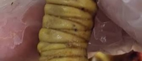 دائما هذا (المغضاف) متطرفا حتى عندما كان اشتراكيا ماركسيا