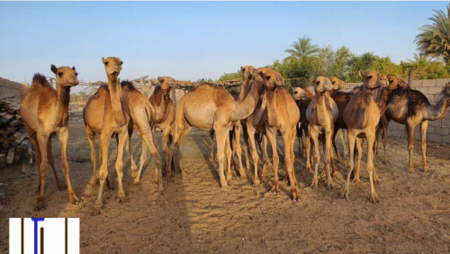 على أمسيري على أمسيري.. وخابت ثورة القعدان