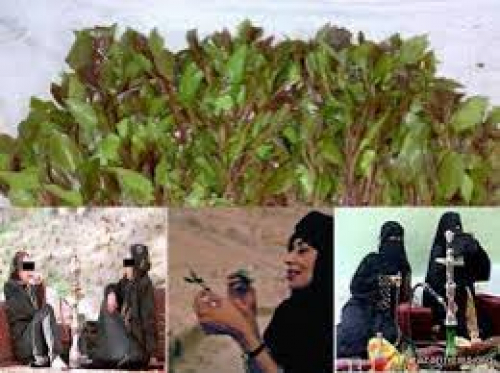 اليمن أول بلد عربي يحقق المساواة بين الرجل والمرأة في تعاطي القات