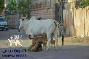 حضرموت ليست بقرة نفط لليمن&hellip; صرخة حضرمية تفضح نهب الثروة وصمت المحافظ ودعاة "دولة حضرموت"