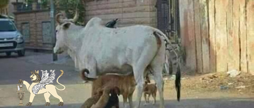 حضرموت ليست بقرة نفط لليمن&hellip; صرخة حضرمية تفضح نهب الثروة وصمت المحافظ ودعاة "دولة حضرموت"