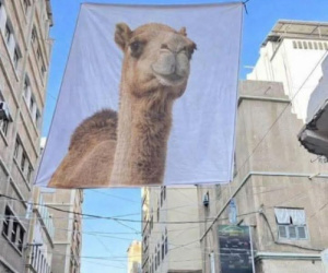 بدلاً عن صورة الزبيدي التي منع رفعها "سالم الخنبشي".. أبناء المكلا يرفعون صور الناقة في شوارع المدينة