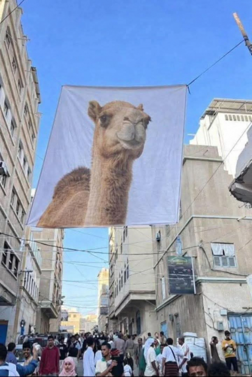 بدلاً عن صورة الزبيدي التي منع رفعها "سالم الخنبشي".. أبناء المكلا يرفعون صور الناقة في شوارع المدينة