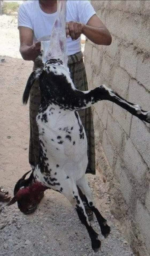 من عادات حضرموت الجميلة.. ذبح الحبيسة في شهر رمضان