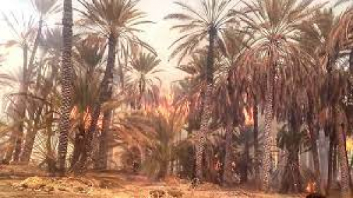 حريق يلتهم بعض النخيل في شبام 