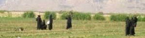 استغلال لحاجات النسوة العاملات في حقول وادي حضرموت