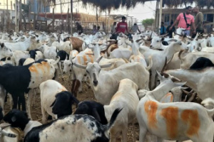 خروف العيد حلمًا بعيد المنال في بيوت مدينة عدن