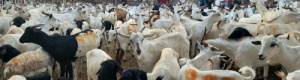خروف العيد حلمًا بعيد المنال في بيوت مدينة عدن