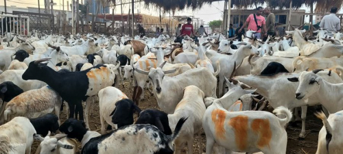 خروف العيد حلمًا بعيد المنال في بيوت مدينة عدن