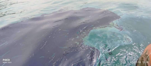 لن نصمت يا حكومة الفشل والفساد على تلويث مياه بحر عدن