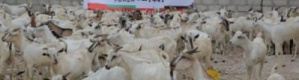 أضاحي الإمارات في اليمن.. عطاء الإنسانية الذي لا ينضب أبدًا
