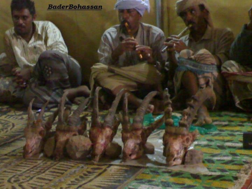 في شبوه وحضرموت : إستهداف الحياة البرية في تزايد