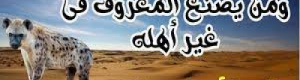 خسارة معروف الجنوب مع اليمنيين.. جزاءه ما لاقى مجير أم عامر  
