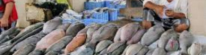 إعتبارا من اليوم الخميس.. منع تصدير الاسماك من العاصمة عدن