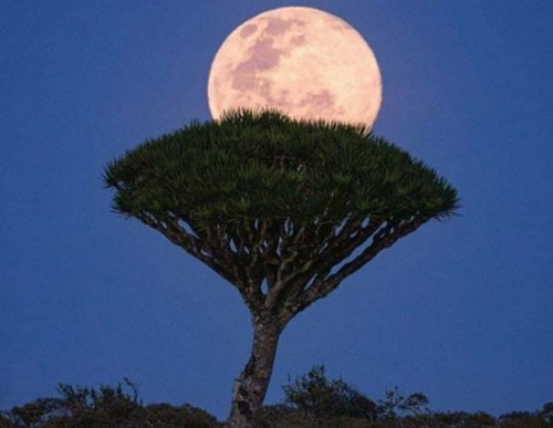 سقطرى وخير الإمارات.. إغاثات في كل المجالات