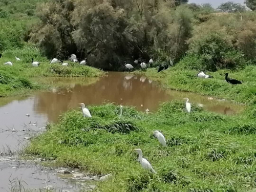 عدن .. مبادرة مجتمعية ترصد انتهاكات وتعدي طال محمية الحسوة