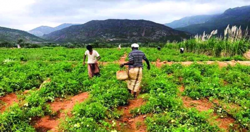 دعم اماراتي سخي للقطاع الزراعي في سقطرى