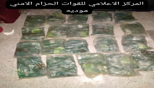 قوات الحزام الأمني بموديه بأبين تحبط عملية تهريب كمية كبيرة من الحشيش المخدر