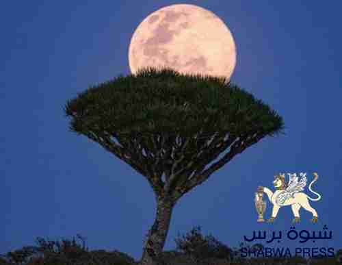 خيرات الإمارات تقهر عبث الشرعية.. كيف أعادت الحياة لسقطرى؟