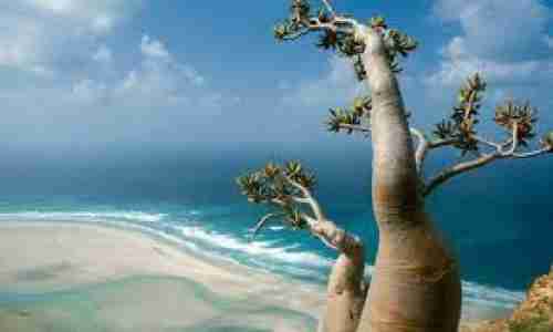 بطلعات جوية.. خليفة الإنسانية تحصر آثار المنخفض بسقطرى 