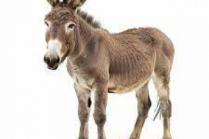 متى سينصِّب اليمنيون رئيسًا حمارًا ليخدمهم أفضل من ساسة الفساد