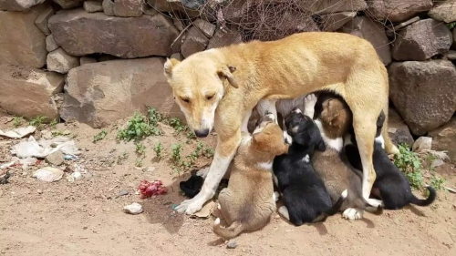 عيال الكَلْبَة !!