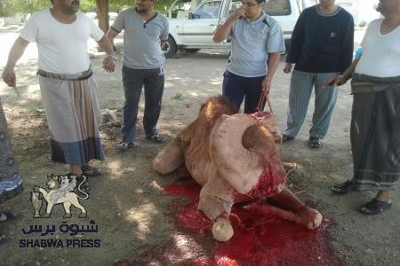 مواطن من أبناء المراقشة ينحر ثلاثة حشوان ضيافة لابناء شبوة