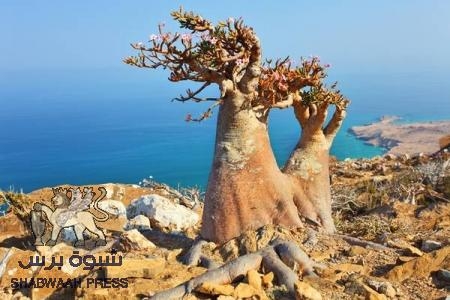 عاجل: عشرات المواطنين في سقطرى يقتحمون مبنى قيادة الامن المركزي