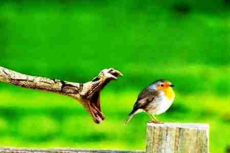 الحراك الجنوبي .. وخساسة الحنشان !!