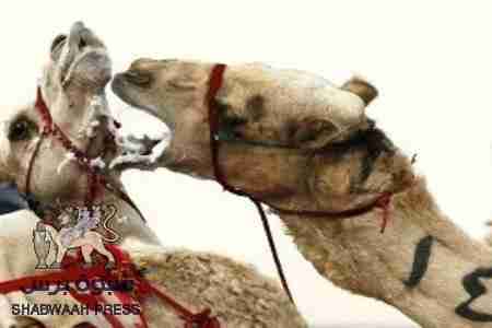 معركة بين جملين في الكويت تستدعي تدخل الشرطة