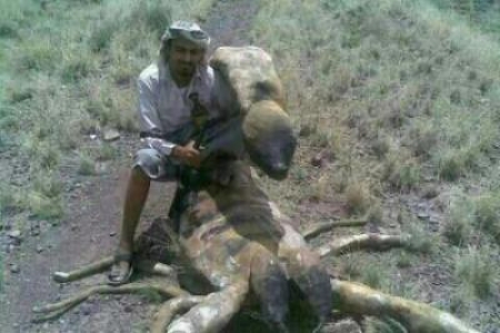 العقرب الضخم الذي كشفته السيول في مأرب وليس في شبوة( صورة جديدة)