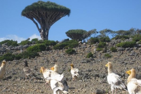 طائر باكستاني &lsquo;&lsquo;يتجسس&lsquo;&lsquo; على الهند