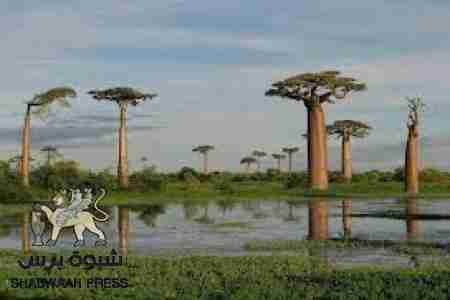 اليهود يصورون فيلما سينمائيا في سقطرى دون علم الحكومة اليمنية