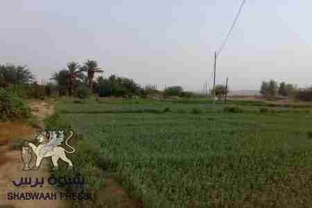 عقد صلح بين قبيلة الدولة في نصاب