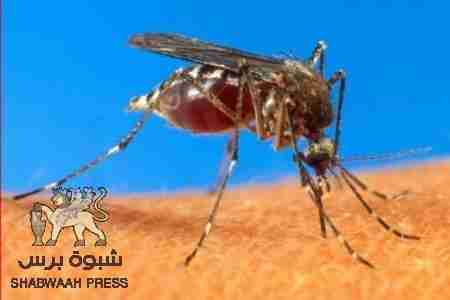 حمى الضنك تغزو مناطق وادي حضرموت