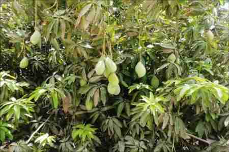 لحج الخضيرة تنتج أفضل أنواع المانجو