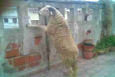 بـ 13.250,000 مليون ريال يمني .. آل الأحمر يضحّون في شبوه وحضرموت.