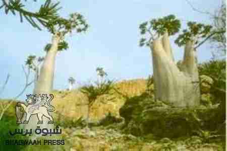 بطلب أمريكي قطري : اليمن ترفض تأجير جزيرة سقطرى لمدة 50 عاما