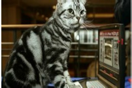 رائحة بول قطط تنبعث من أجهزة كمبيوتر ‘‘ ديل‘‘