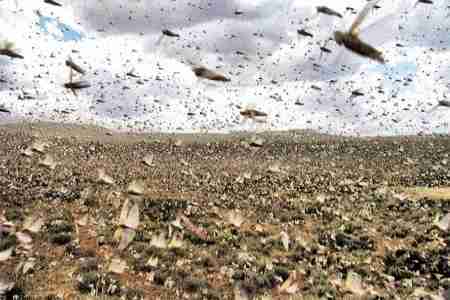 الجراد السعودي يغزو الشمال الغربي لليمن