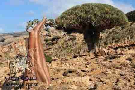 منتدى الاتحادات الفيدرالي يختتم ورشة عمل بناء القدرات من أجل التنمية الديمقراطية