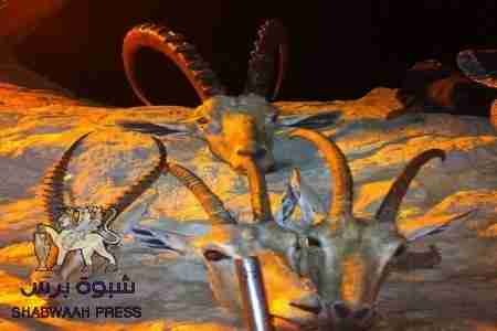 انتهاء موسم القنيص في شرق تريم والنقاط العسكرية والدوريات العدو الأكبر للحياة الفطرية