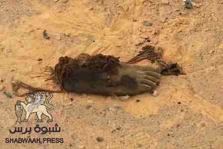 قبائل الحموم يسمحون للجيش اليمني بانتشال جثث قتلاه