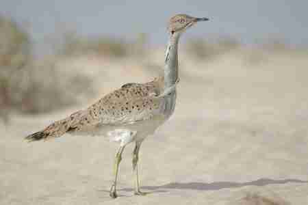 الحفاظ علي طائر الحباري بالمهرة