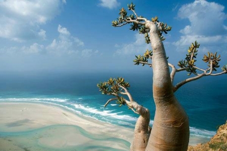 الكاتبة العربية رنا عفيفي .. جزيرة سقطرى أغرب جزر العالم