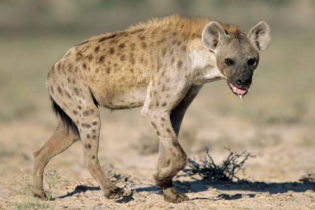 ضبع يلتهم مواطنا يمنيا في ريف ريمة اليمنية