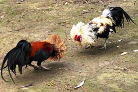 تــحذير.. الى بن علي ومجلسي الثورة والحراك اوقفوا عبثكم بحق الثورة .