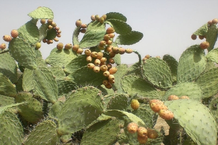 التين الشوكي في اليمن يصيب الانسان والأغنام بالعمى