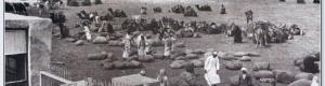 بلفور وإسرائيل والنفط والأحساء